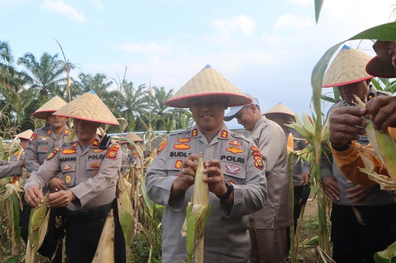 Polres Rokan Hulu Gelar Panen Raya Jagung sebagai Bagian dari Program Ketahanan Pangan Nasional