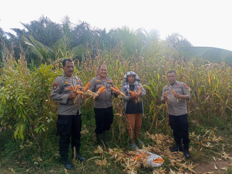 Polsek Tandun Bersama Perangkat Desa dan Petani Gelar Panen Jagung di Desa Puo Raya