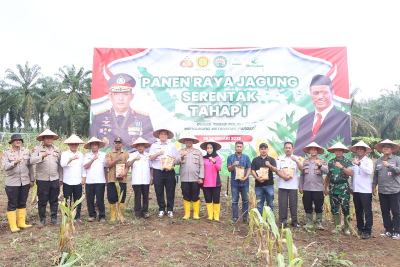 Panen Raya Jagung Serentak Tahap Pertama Sukses Digelar di Desa Pasir Agung, Rokan Hulu