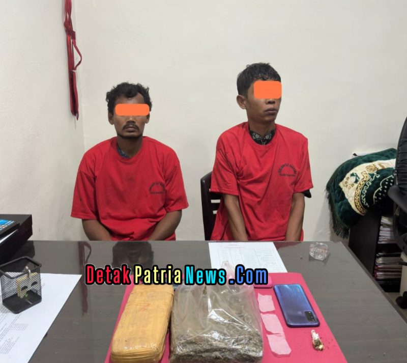 Satresnarkoba Polres Rokan Hulu Tangkap Dua Pengedar Ganja di Kebun Sawit