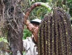 Apakah Pohon Aren Bisa Tumbuh Subur di Tanah Gambut?