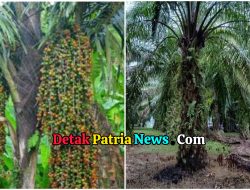 Pohon Enau (Aren) Lebih Menguntungkan daripada Sawit, Ini Kelebihannya