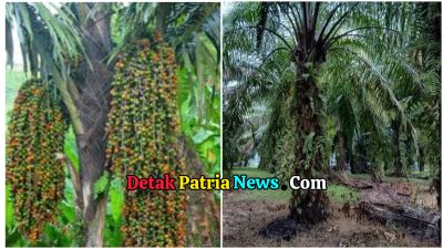 Pohon Enau (Aren) Lebih Menguntungkan daripada Sawit, Ini Kelebihannya