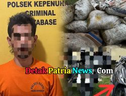 Polsek Kepenuhan Ungkap Kasus Pencurian Brondol Sawit di PT. PSA, Satu Tersangka Diamankan