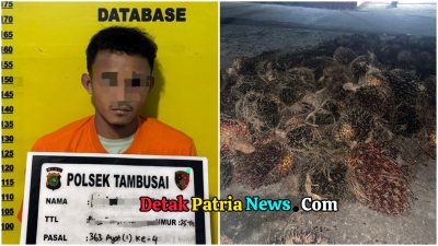 Polsek Tambusai Tangkap Pencuri Sawit, 72 Tandan Diamankan dari TKP di Rokan Hulu