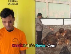 Polsek Tambusai Utara Tangkap Pencuri Sawit, Dua Rekan Pelaku Masih DPO