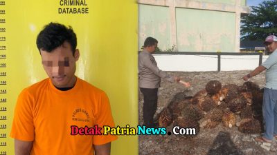 Polsek Tambusai Utara Tangkap Pencuri Sawit, Dua Rekan Pelaku Masih DPO