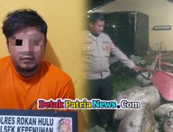 Polsek Kepenuhan Tangkap Pencuri Berondolan Sawit di Perkebunan Koperasi Kopsa Bunda Rokan Hulu