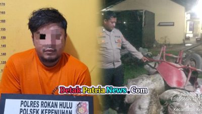 Polsek Kepenuhan Tangkap Pencuri Berondolan Sawit di Perkebunan Koperasi Kopsa Bunda Rokan Hulu