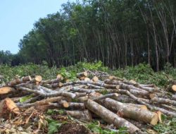 Penggundulan Hutan dan Penebangan Liar Mengancam Kelangsungan Hidup Masyarakat dan Lingkungan