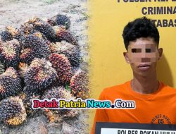 Warga Kepenuhan Amankan Residivis Pencurian Sawit, Polisi Sita 48 Tandan