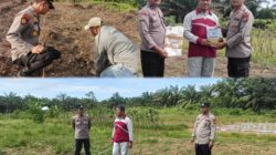 Kapolsek Kabun Cek Lahan Jagung dan Salurkan Bantuan Bibit