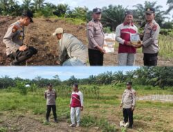Kapolsek Kabun Cek Lahan Jagung dan Salurkan Bantuan Bibit