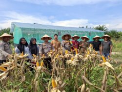 Panen Raya Jagung di Kunto Darussalam Dukung Swasembada Pangan 2026