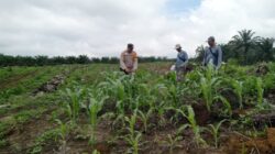 Bhabinkamtibmas Kabun Cek Jagung, Dukung Swasembada Pangan 2026