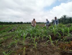 Bhabinkamtibmas Kabun Cek Jagung, Dukung Swasembada Pangan 2026