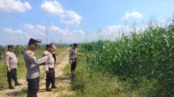 Polsek Kabun Cek Perkembangan Jagung di Lahan Sawit PT Simas Sawit Aliantan