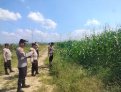 Polsek Kabun Cek Perkembangan Jagung di Lahan Sawit PT Simas Sawit Aliantan