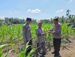 Kapolsek Ujungbatu Bantu Petani Jagung di Desa Ngaso