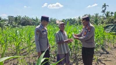 Kapolsek Ujungbatu Bantu Petani Jagung di Desa Ngaso
