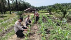 Polsek Kabun Cek Tanaman Jagung BUMDes Aliantan Dukung Ketahanan Pangan 2026