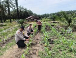 Polsek Kabun Cek Tanaman Jagung BUMDes Aliantan Dukung Ketahanan Pangan 2026