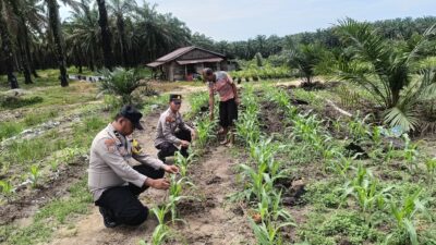 Polsek Kabun Cek Tanaman Jagung BUMDes Aliantan Dukung Ketahanan Pangan 2026