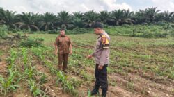 Polisi Cinta Petani, Polsek Bangkinang Barat Cek Jagung Pipil Bumdes Siabu