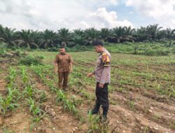 Polisi Cinta Petani, Polsek Bangkinang Barat Cek Jagung Pipil Bumdes Siabu