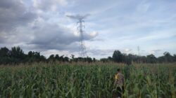 Kapolsek Bangkinang Barat Cek Lahan Jagung Pipil 3 Hektare di Salo Timur