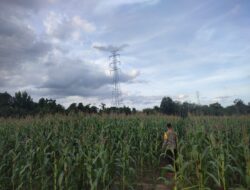 Kapolsek Bangkinang Barat Cek Lahan Jagung Pipil 3 Hektare di Salo Timur
