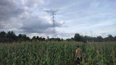 Kapolsek Bangkinang Barat Cek Lahan Jagung Pipil 3 Hektare di Salo Timur