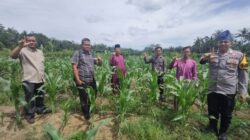 Polsek Rambah Samo Monitoring Tanaman Jagung Pipil Milik BUMDes