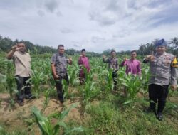 Polsek Rambah Samo Monitoring Tanaman Jagung Pipil Milik BUMDes
