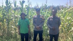 Polsek Kepenuhan Cek Pertumbuhan Jagung Pipil di Desa Kepenuhan Raya
