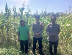 Polsek Kepenuhan Cek Pertumbuhan Jagung Pipil di Desa Kepenuhan Raya