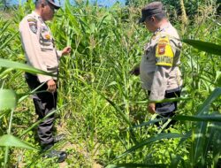 Polsek Kabun Cek Tanaman Jagung 4 Hektare Dukung Ketahanan Pangan Nasional