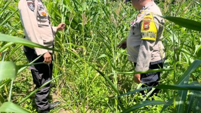 Polsek Kabun Cek Tanaman Jagung 4 Hektare Dukung Ketahanan Pangan Nasional