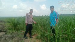 Polisi Cinta Petani, Kapolsek Bangkinang Barat Cek Lahan Jagung di Kuok