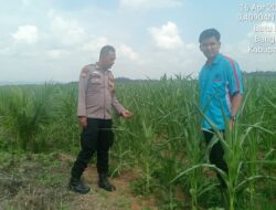 Polisi Cinta Petani, Kapolsek Bangkinang Barat Cek Lahan Jagung di Kuok