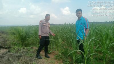 Polisi Cinta Petani, Kapolsek Bangkinang Barat Cek Lahan Jagung di Kuok