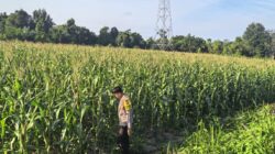 Kapolsek Bangkinang Barat Cek Lahan Jagung Pipil 3 Hektare di Salo Timur Dukung Ketahanan Pangan