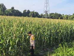 Kapolsek Bangkinang Barat Cek Lahan Jagung Pipil 3 Hektare di Salo Timur Dukung Ketahanan Pangan