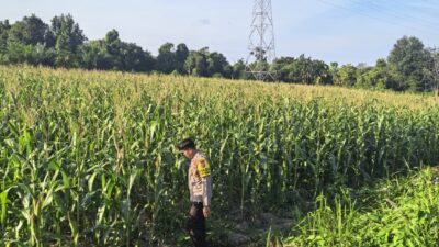 Kapolsek Bangkinang Barat Cek Lahan Jagung Pipil 3 Hektare di Salo Timur Dukung Ketahanan Pangan