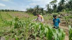 Bhabinkamtibmas Desa Kabun Cek Lahan Jagung 4 Hektare Dukung Ketahanan Pangan 2026