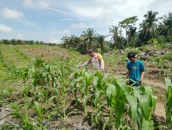 Bhabinkamtibmas Desa Kabun Cek Lahan Jagung 4 Hektare Dukung Ketahanan Pangan 2026