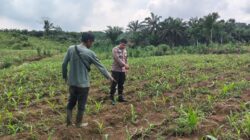 Polsek Bangkinang Barat Cek Lahan Jagung Pipil di Desa Siabu