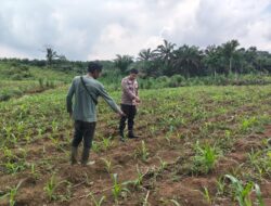 Polsek Bangkinang Barat Cek Lahan Jagung Pipil di Desa Siabu