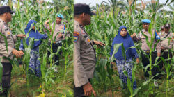 Polsek Rambah Dukung Ketahanan Pangan, Cek Perkembangan Jagung Hibrida di Desa Menaming