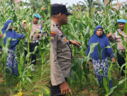 Polsek Rambah Dukung Ketahanan Pangan, Cek Perkembangan Jagung Hibrida di Desa Menaming